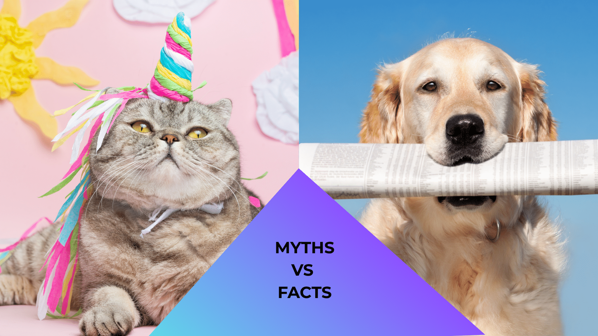 Cat dressed like a unicorn and dog holding a newspaper representing myths vs facts found at Brown Animal Hospital in Lake City, SC