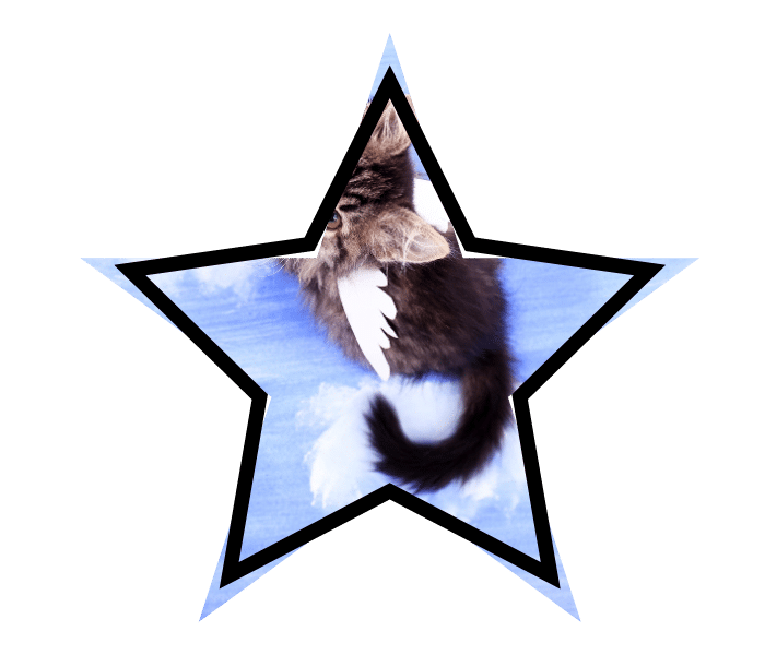 Mythical winged cat promoting pet care education from Brown Animal Hospital