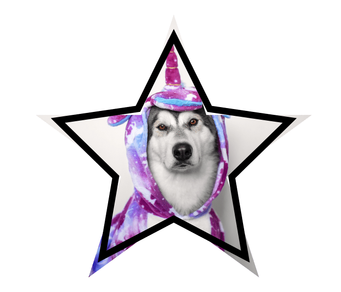 Dog wearing a unicorn costume highlighting veterinary services at Brown Animal Hospital in Lake City, SC