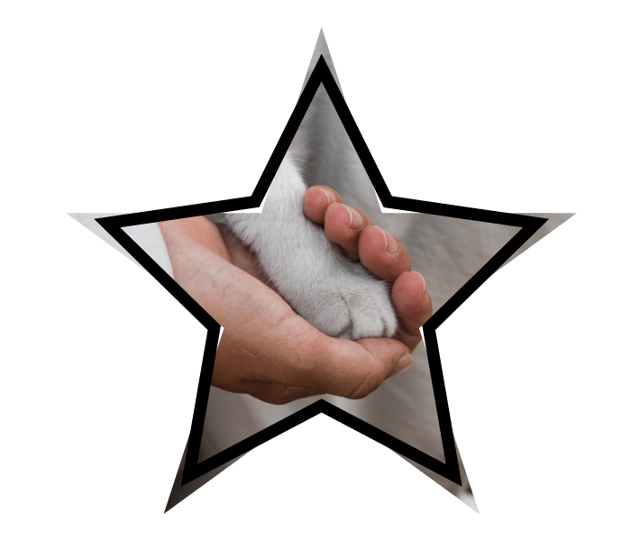 Person holding a cat's paw representing compassionate animal care in Lake City, SC