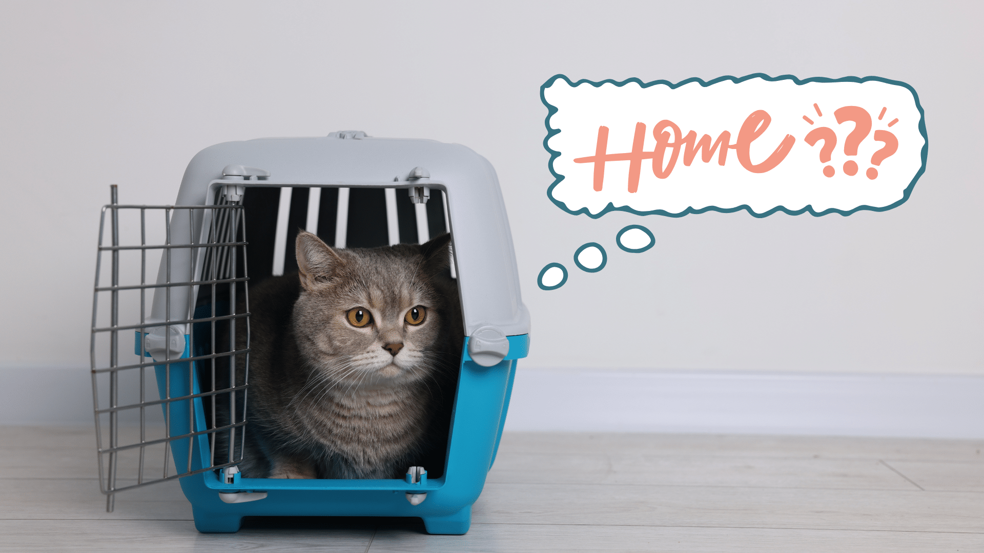 Cat in a carrier at their new home in Lake City, SC