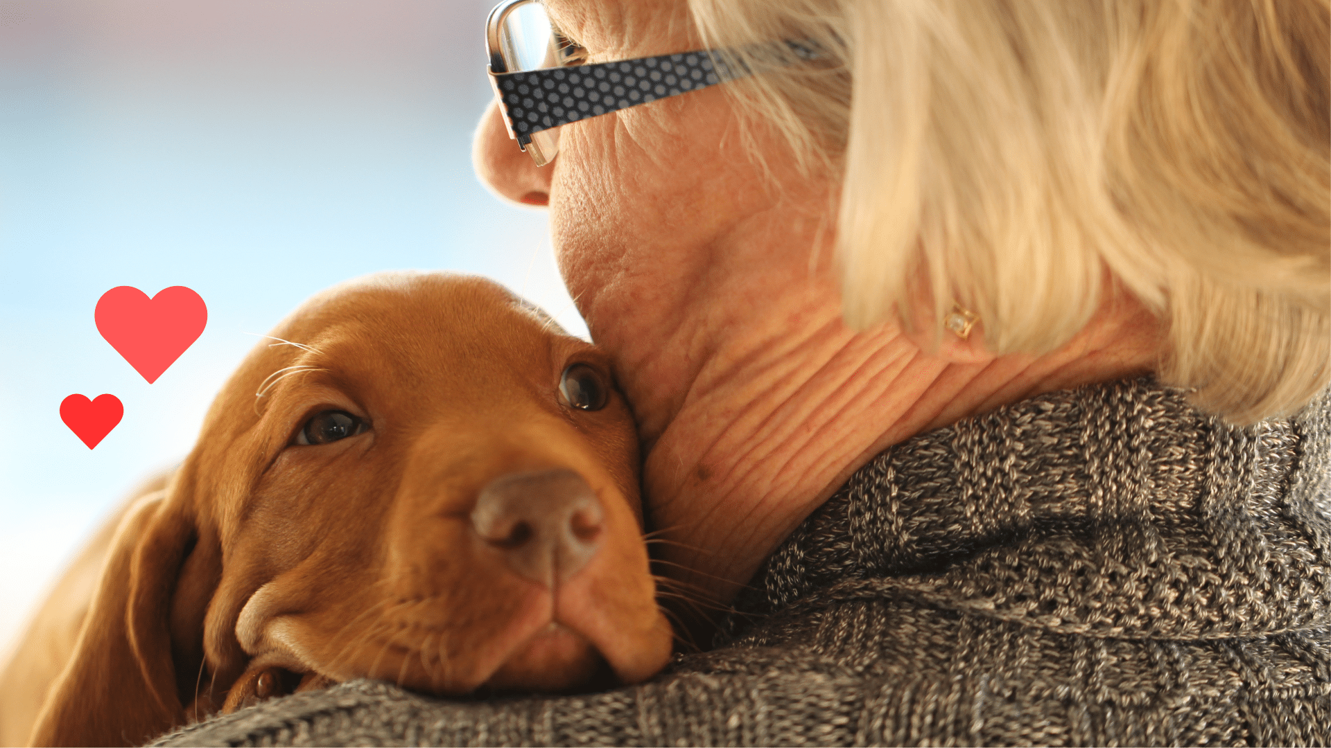 Dog bonding with an owner with support from Brown Animal Hospital in Lake City